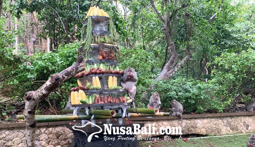 www.nusabali.com-upacara-tumpek-uye-di-dtw-kawasan-luar-pura-luhur-uluwatu