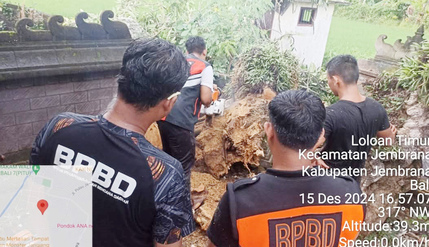 Pohon Tumbang Timpa Panyengker Pura