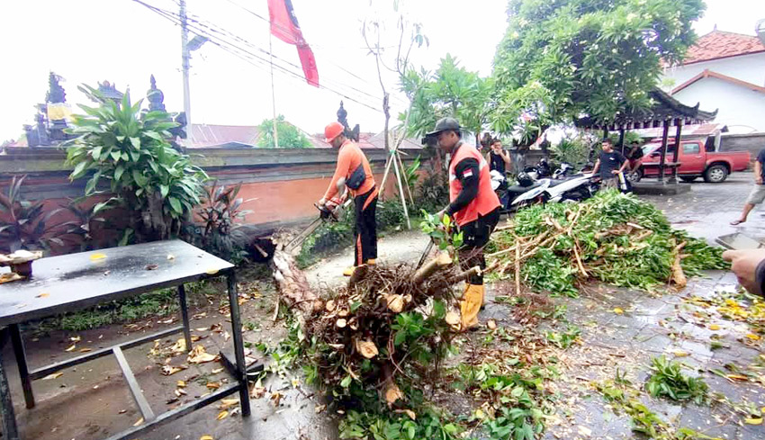 Pohon Tumbang Dominasi Bencana di Buleleng Sepanjang Desember Awal