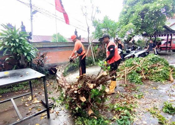 Nusabali.com - pohon-tumbang-dominasi-bencana-di-buleleng-sepanjang-desember-awal