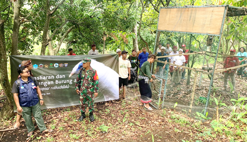 Delapan Ekor Jalak Bali Dilepas di Hutan Tejakula saat Tumpek Uye