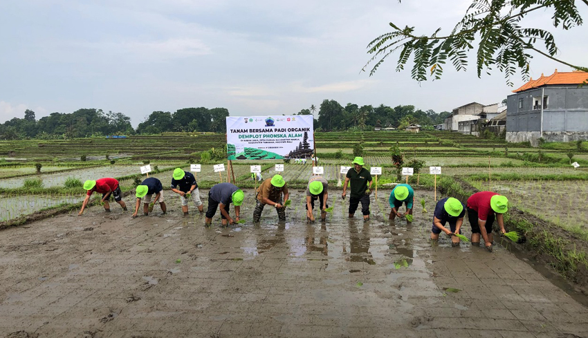 Subak di Kukuh Tanam Padi Berpupuk Phonska Alam