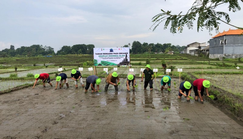 www.nusabali.com-subak-di-kukuh-tanam-padi-berpupuk-phonska-alam