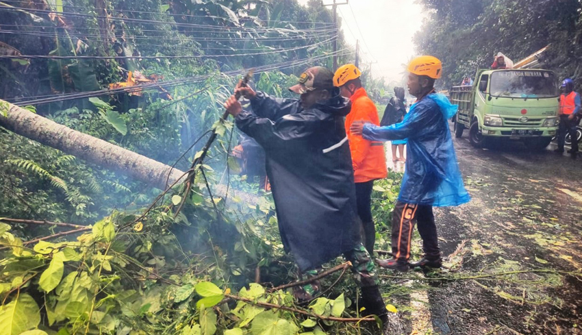 BPBD Sikapi Pohon Tumbang dan Longsor di Penebel