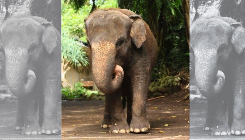 www.nusabali.com-gajah-bali-zoo-dilarang-seberangi-sungai-pasca-tragedi-molly