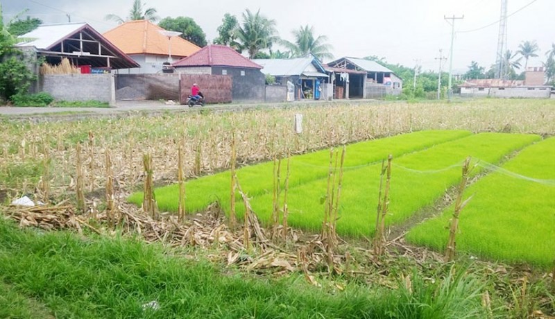 www.nusabali.com-hujan-hilang-petani-kelimpungan