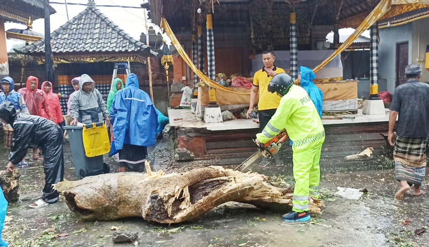 Pohon Pule Tumbang Timpa Palinggih Pura Dalem