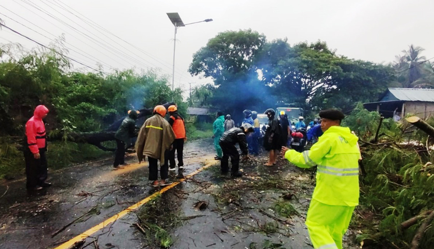 Pohon Tumbang Ganggu Arus Lalin di Selemadeg