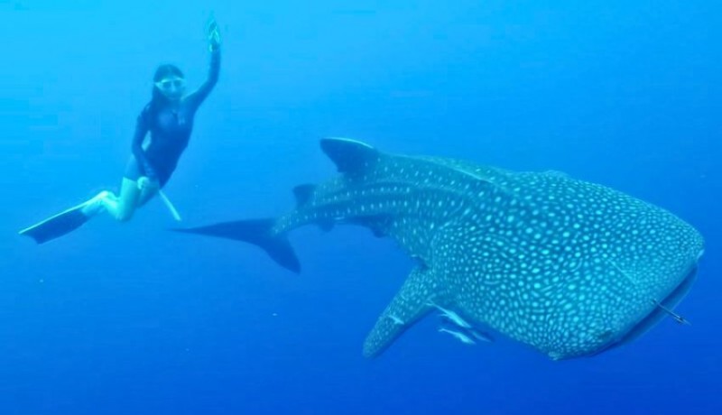 www.nusabali.com-whale-shark-watching-in-teluk-saleh-grows-popular-among-foreign-tourists