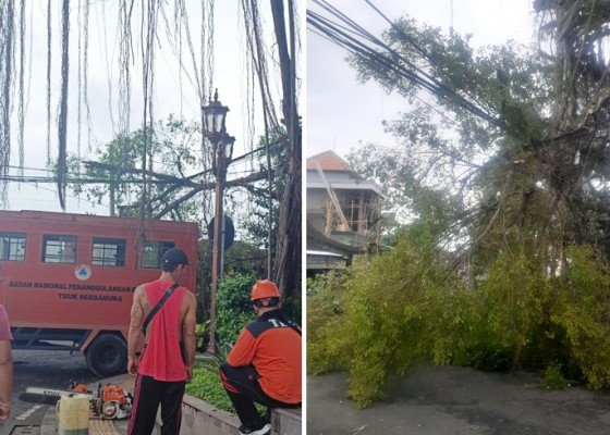 Nusabali.com - beringin-di-timur-alun-alun-gianyar-tumbang