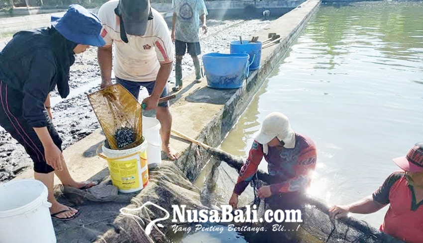 Benih Ikan Ditarget Retribusi