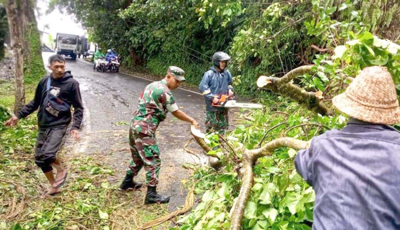 www.nusabali.com-pohon-tumbang-nyaris-timpa-pengendara-motor