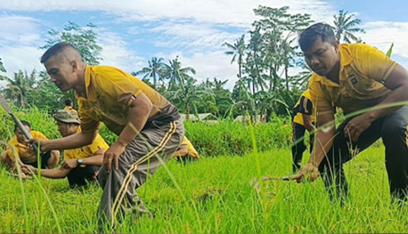 www.nusabali.com-polsek-blahbatuh-dukung-ketahanan-pangan