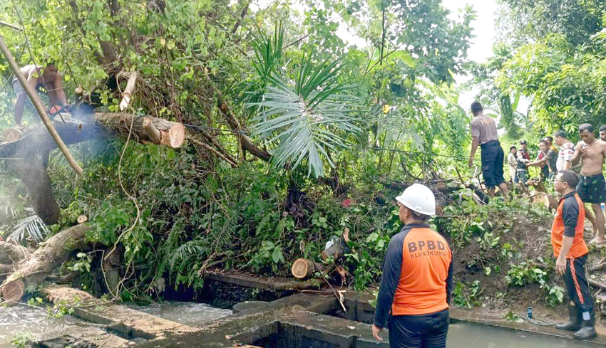 Hujan Deras, Klungkung ‘Dikepung’ Pohon Tumbang