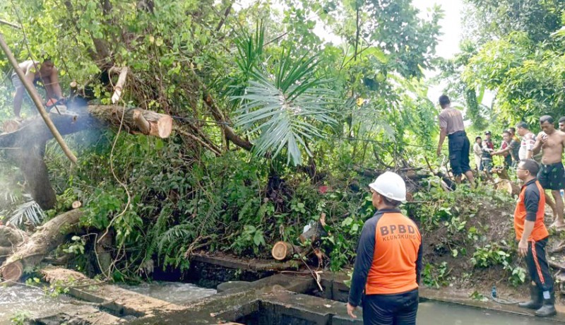 www.nusabali.com-hujan-deras-klungkung-dikepung-pohon-tumbang