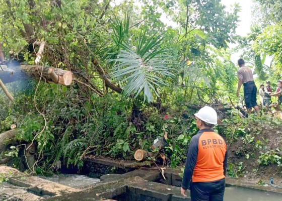 Nusabali.com - hujan-deras-klungkung-dikepung-pohon-tumbang