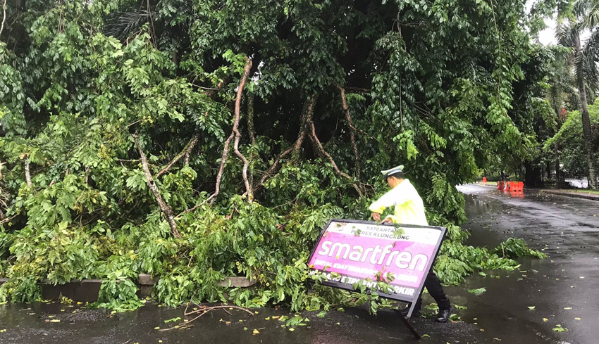 Pohon Tumbang di Depan Goa Lawah