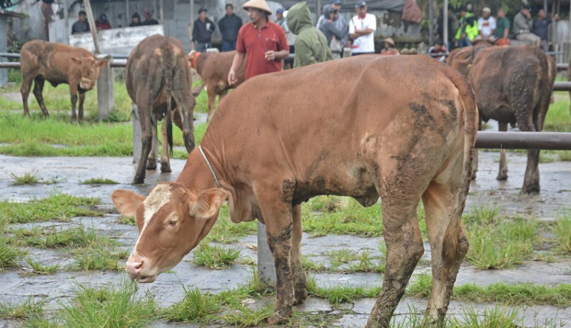 www.nusabali.com-dampak-pmk-harga-sapi-turun-di-temanggung