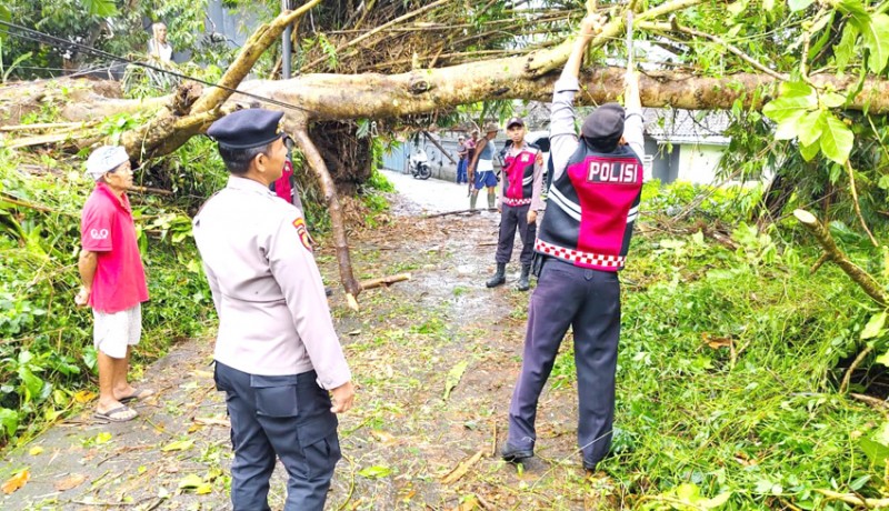 www.nusabali.com-pohon-tumbang-tutup-akses-jalan-bungbungan