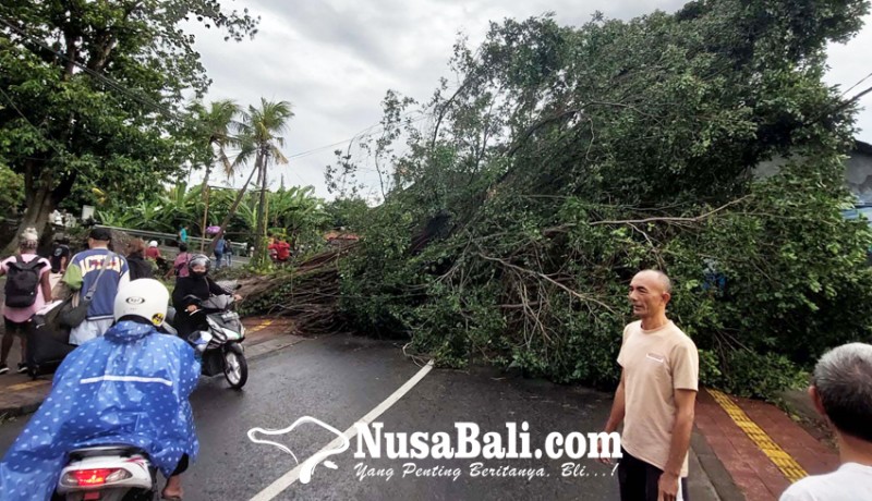 www.nusabali.com-beringin-tumbang-warga-tertahan-di-jalan