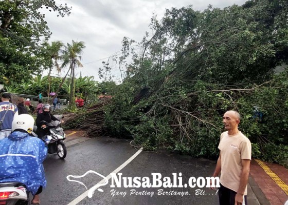 Nusabali.com - beringin-tumbang-warga-tertahan-di-jalan