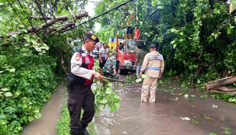 www.nusabali.com-hujan-dan-angin-kencang-pohon-tumbang-di-blahbatuh