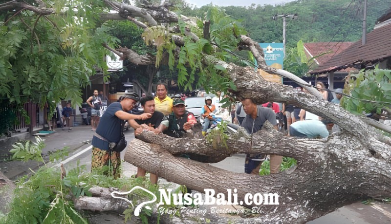 www.nusabali.com-pohon-tumbang-timpa-2-warung