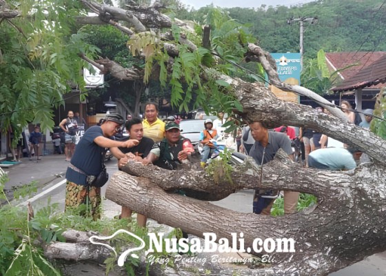 Nusabali.com - pohon-tumbang-timpa-2-warung