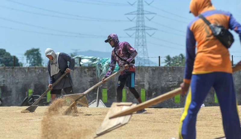 www.nusabali.com-kenaikan-hpp-gabah-jaga-petani-dapat-insentif-ekonomi