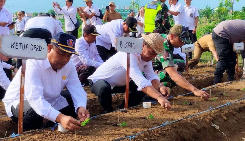 www.nusabali.com-buleleng-canangkan-gerakan-penanaman-jagung-dan-cabai-untuk-perkuat-ketahanan-pangan