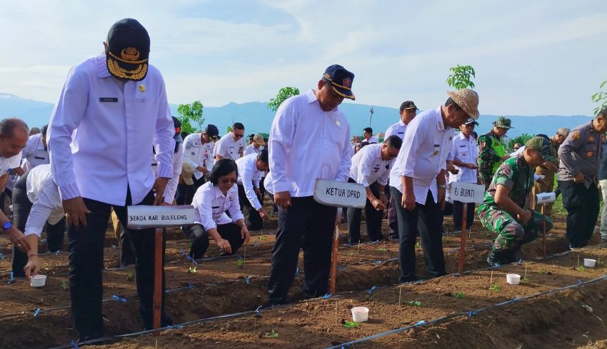 www.nusabali.com-buleleng-canangkan-gerakan-penanaman-jagung-dan-cabai-untuk-perkuat-ketahanan-pangan