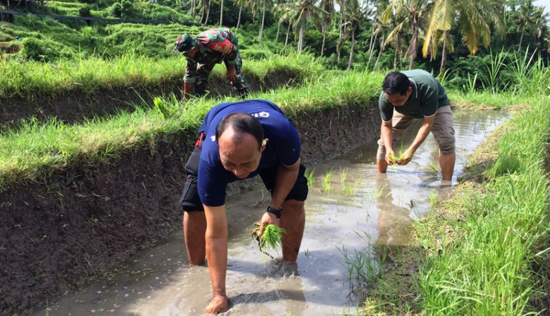 www.nusabali.com-pemkab-gianyar-tanam-padi-organik-di-kissidan-ecohill