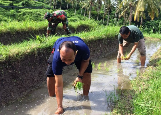 Nusabali.com - pemkab-gianyar-tanam-padi-organik-di-kissidan-ecohill