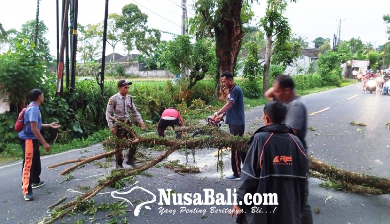 www.nusabali.com-cuaca-ekstrem-picu-bencana-alam-awal-2025-bpbd-tabanan-catat-kerugian-rp-160-juta