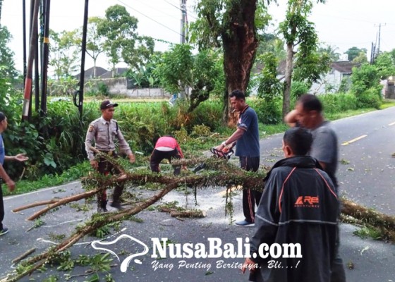 Nusabali.com - cuaca-ekstrem-picu-bencana-alam-awal-2025-bpbd-tabanan-catat-kerugian-rp-160-juta