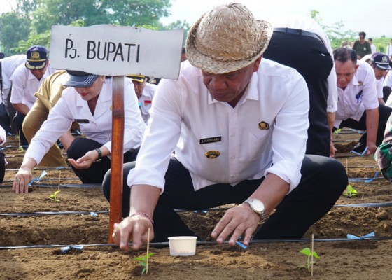 Nusabali.com - pj-bupati-lihadnyana-ajak-perbekel-tanam-jagung-dan-cabai