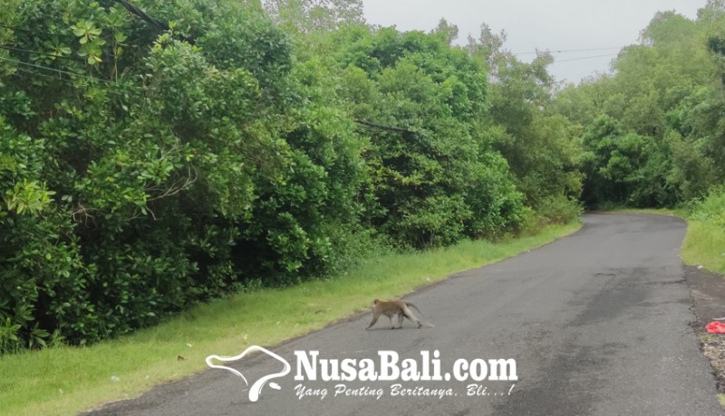 www.nusabali.com-diduga-lepas-monyet-masuki-hutan-mangrove