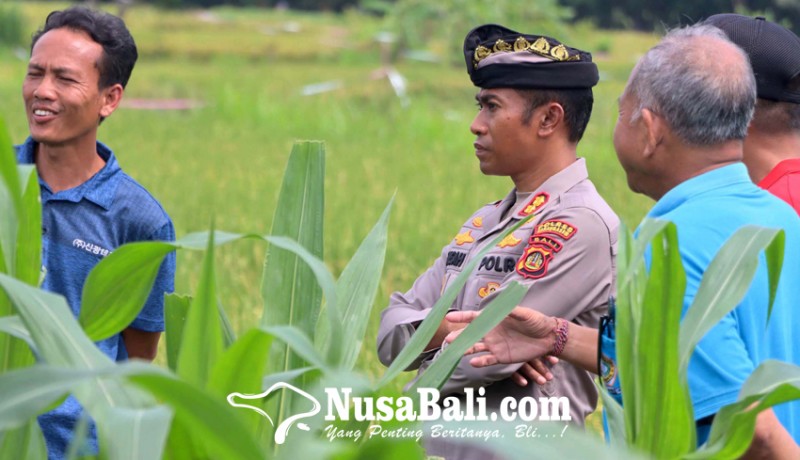 www.nusabali.com-tikus-serang-tanaman-jagung-di-bungaya