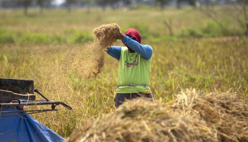 www.nusabali.com-bulog-target-serap-beras-petani-14-juta-ton-di-awal-tahun