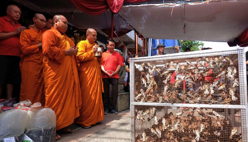 www.nusabali.com-tradisi-melepas-burung-pipit-di-klenteng-tien-kok-sie-sambut-imlek-2576