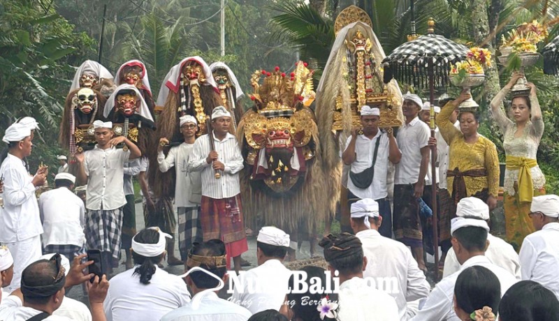 www.nusabali.com-tapakan-barong-di-duda-napak-pertiwi-berlanjut-nebes-prarai-di-pura-dalem