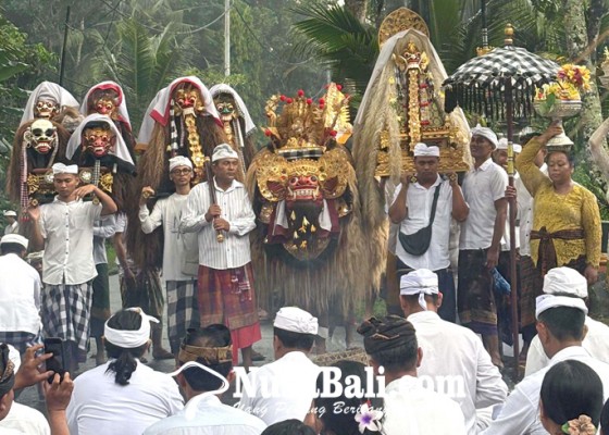 Nusabali.com - tapakan-barong-di-duda-napak-pertiwi-berlanjut-nebes-prarai-di-pura-dalem