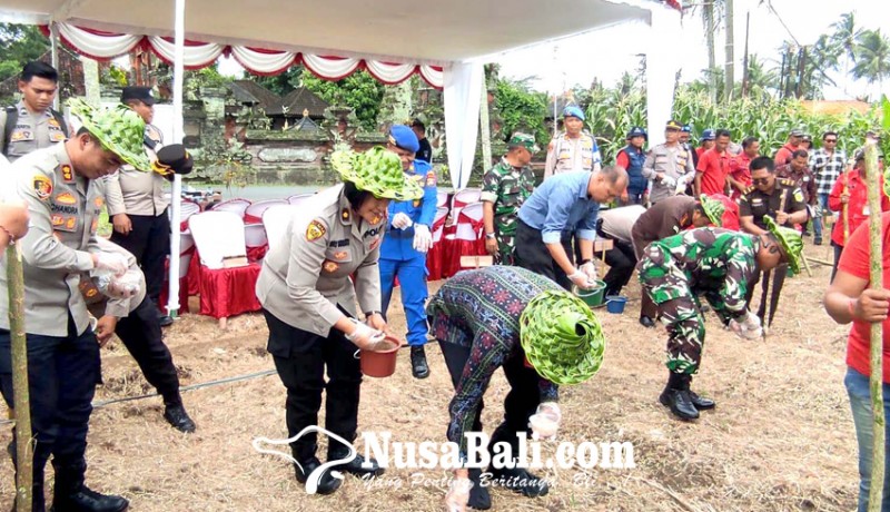 www.nusabali.com-tabanan-tanam-jagung-1000-ha-dukung-ketahanan-pangan