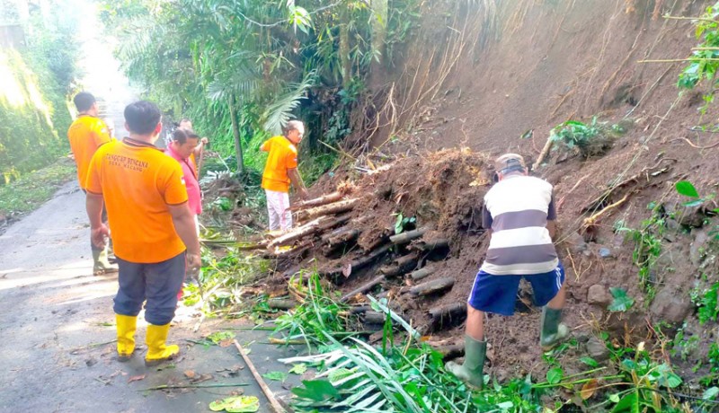 www.nusabali.com-bpbd-tangani-5-pohon-tumbang