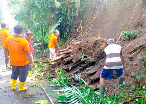 Nusabali.com - bpbd-tangani-5-pohon-tumbang