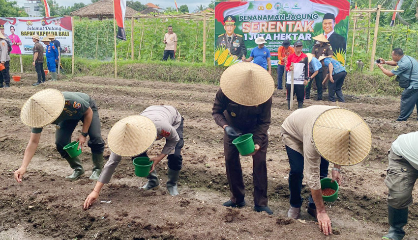 www.nusabali.com-polres-buleleng-tanam-jagung-di-desa-sambangan