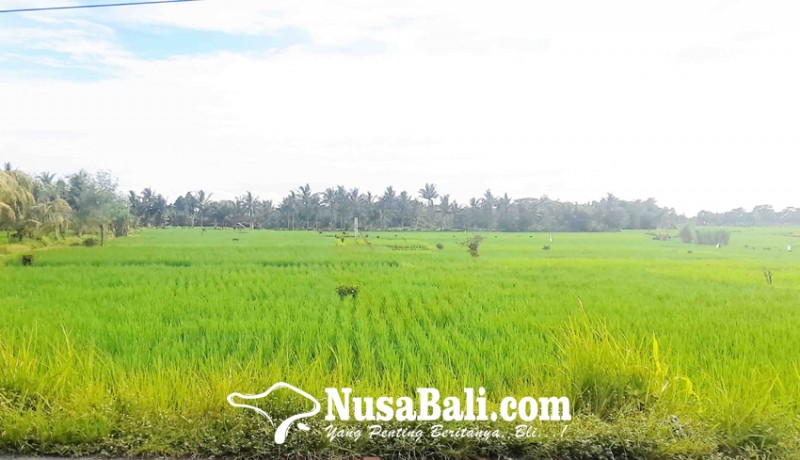 www.nusabali.com-9000-ha-padi-di-tabanan-diansuransikan