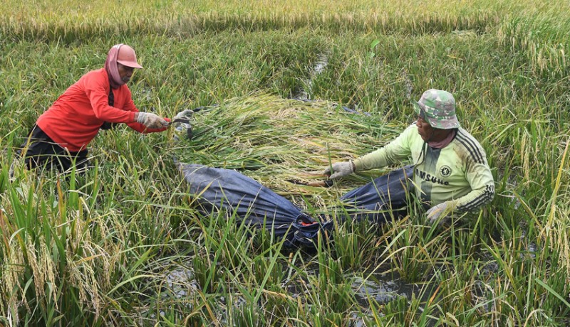 www.nusabali.com-panen-lebih-awal-akibat-sawah-tergenang-banjir