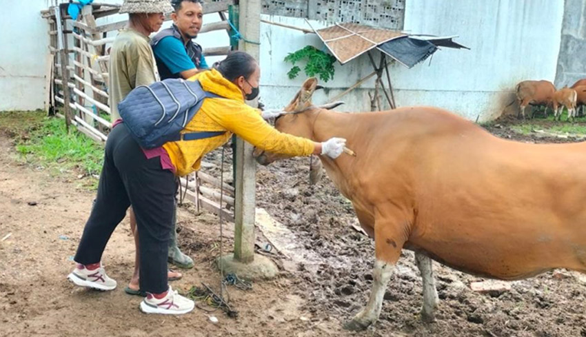 Distan Kembali Vaksinasi 98 Ekor Sapi