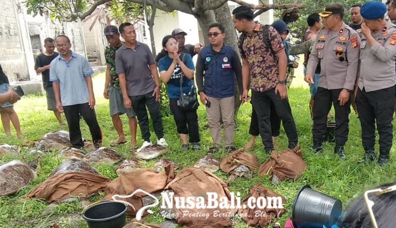 www.nusabali.com-diduga-diselundupkan-22-ekor-penyu-ditemukan-di-pemuteran